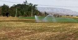 03167 VENTA DE HECTARIAS EN RUISEÑORES, JALISCO