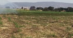 03167 VENTA DE HECTARIAS EN RUISEÑORES, JALISCO