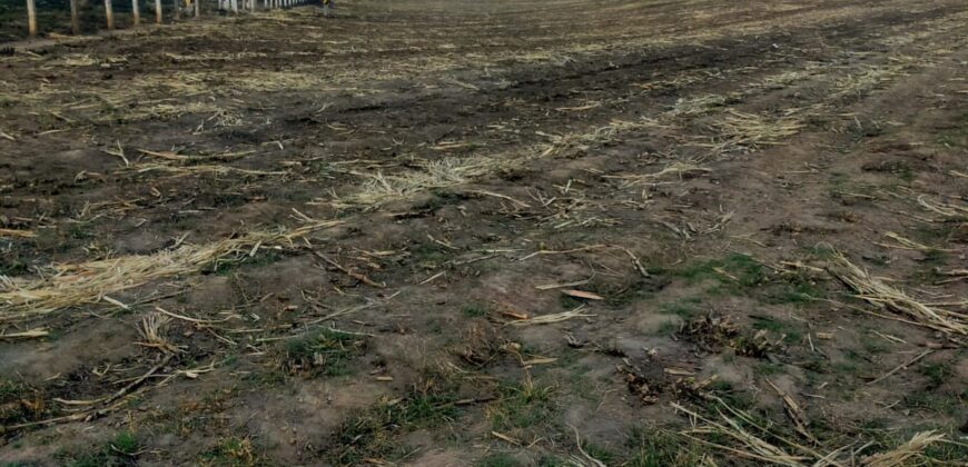 03167 VENTA DE HECTARIAS EN RUISEÑORES, JALISCO